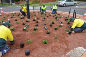 Planting a Woody Meadow in a Whittlesea roundabout (Image: The University of Melbourne)