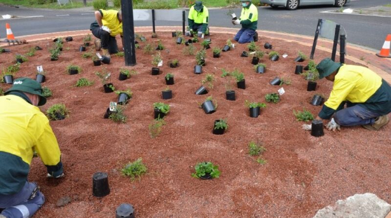 Planting a Woody Meadow in a Whittlesea roundabout (Image: The University of Melbourne)