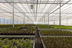 Nursery plants on mesh benches, hydronic heating (upper and lower), HAF fans, and double (shade and thermal) screen system at Rainbow Park Nurseries in New Zealand