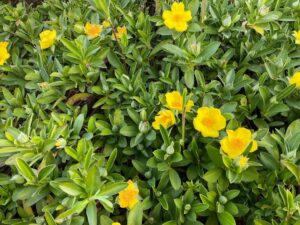 Hibbertia scandens 'HBS01' PBR Trade Name Groundswell™ (Image supplied by Ozbreed)