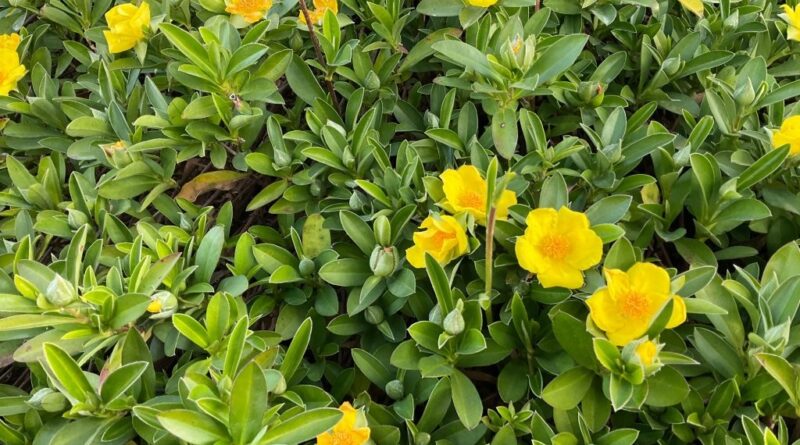 Hibbertia scandens 'HBS01' PBR Trade Name Groundswell™ (Image supplied by Ozbreed)
