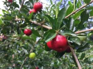 Fruit and flower display of Malpighia emarginata ‘Florida Sweet’