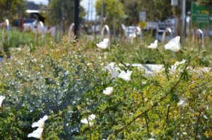 A Woody Meadow in Hoppers Crossing (Image: The University of Melbourne)