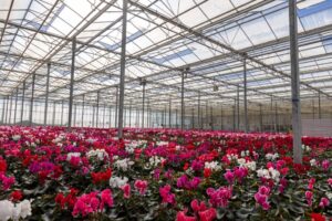 A well designed and built greenhouse at Rainbow Park Nurseries, using quality materials and internal systems including large ventilation windows, whitewashed glass and sulfur evaporators
