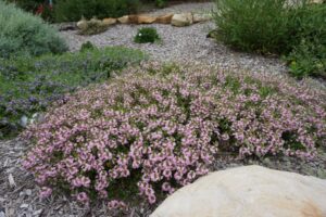Scaevola humilis 'PFS200' PBR Trade Name Pink Fusion™ (foreground) and S. humilis 'PFS100' PBR Trade Name Purple Fusion™ (left at rear) (Image supplied by Ozbreed)