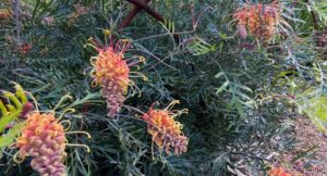Grevillea in a Woody Meadow at Ross Reserve, Dandenong (Image: The University of Melbourne)