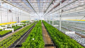 Note the two sections for young plants grown hydroponically and older plants being grown on, hydronic heating, LED lighting for day length extension, ventilation and fans for healthy air movement at Ball Australia in Melbourne