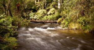 Riparian forest complexity actively influences how powerful rivers flow across time and space, and simultaneously engineers how surrounding plant communities unfold (Image: Erik van Zuilekom)