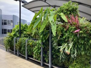 A small-scale green wall designed by the author, illustrating multifunctional species applications, from aesthetic anchors to shade production and micro- to macro-canopy layering (Image: Erik van Zuilekom)