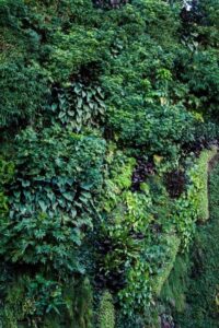 A large-scale green wall designed by the author in Queensland, approximately 10 years old and thriving due to applying integrated ecological design principles (Image: Erik van Zuilekom)