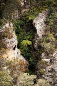 Habitats develop in layers of repeated resource accumulations: niches where moisture and nutrients are captured between inanimate and living structures (Image: Erik van Zuilekom)