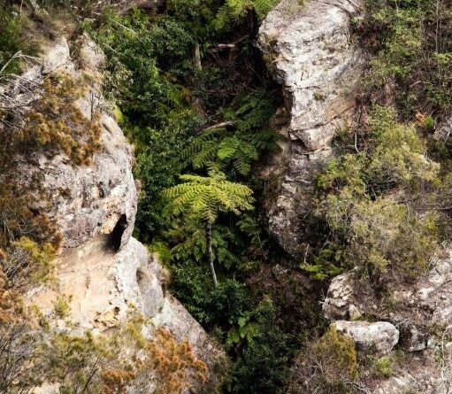 Habitats develop in layers of repeated resource accumulations: niches where moisture and nutrients are captured between inanimate and living structures (Image: Erik van Zuilekom)