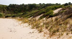 Coastal ecological zone shift: front-line colonisers stabilise soils, followed by secondary and tertiary colonisers, etc., adapting as exposures change (Image: Erik van Zuilekom)