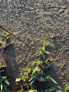 Stampede Hybrid BuffaloTM stolon with significant lateral growth during a two-week period
