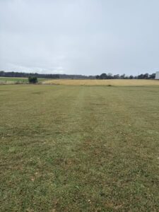 Stampede paddock in the foreground with another buffalo variety in the background in Cobbitty, NSW towards the end of winter