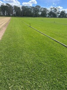 Foundation stock production paddock ready for harvesting for further planting stock