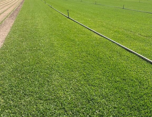 Foundation stock production paddock ready for harvesting for further planting stock