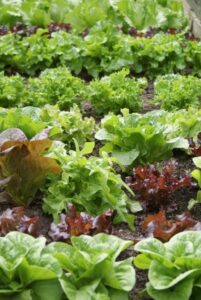Leafy greens are quick and easy-to-grow edibles (Image: John Fitzsimmons)