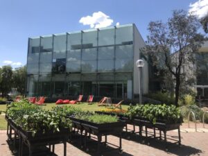 On their Brunswick campus, RMIT has invested in a food production program for their staff and students with the garden doubling as a teaching aid (Image: Evergreen Infrastructure)
