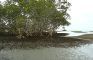 Avicennia marina at Nudgee Beach in Brisbane (Image: Janet Hodgkiss[G)