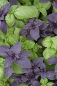 Many herbs provide a quick, easy and rewarding entry to growing edibles, and also provide ornamental value like multi-colour basil (Image: John Fitzsimmons)