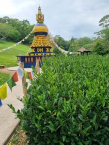 Camellia sinensis (tea plant) (Image: Patrick Regnault)