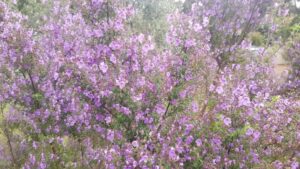 The highly aromatic foliage of the native thyme (Prostanthera incisa) makes a great flavoursome herb for chicken, fish, emu, kangaroo and lamb dishes (Image: Tucker Bush)