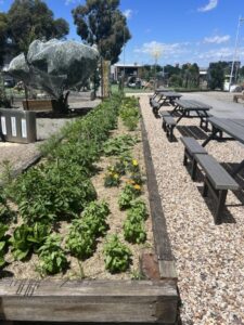 Catholic Regional College Melbourne invests heavily in their food gardens with produce used as a teaching aid in the onsite restaurant and café and excess produce is donated to the local Food Bank (Image: Evergreen Infrastructure)