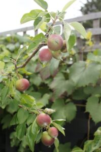 Dwarf fruit trees, including apples, have been highly popular home edibles in small spaces (Image: John Fitzsimmons)