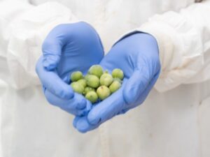 Desert lime samples at UQ (Image: Natalie MacGregor, UQ)