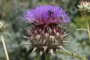 Cynara cardunculus var. scolymus (globe artichoke) (Image: Björn S via Wikimedia Commons, CC BY-SA 3.0)
