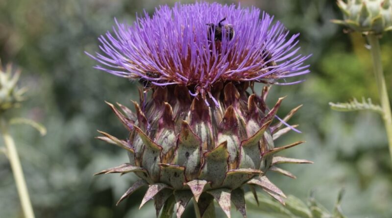 Cynara cardunculus var. scolymus (globe artichoke) (Image: Björn S via Wikimedia Commons, CC BY-SA 3.0)
