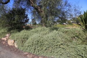 Rhagodia spinescens ‘SAB01’ PBR Trade Name Aussie Flat Bush™ (Image supplied by Ozbreed)