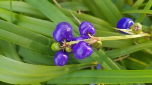 The edible berries of the blueberry lily (Dianella revoluta) may be enjoyed fresh or cooked in sweet or savoury dishes, while the plant root can be pounded and roasted for eating (Image: Tucker Bush)