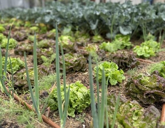 Urban food gardens need space, resources, volunteers and/or paid staff and plenty of planning if they are to become successful and feed the people they are intended for (Image: Evergreen Infrastructure)