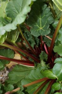 Rhubarb is a lush and colourful edible great for small spaces (Image: John Fitzsimmons)