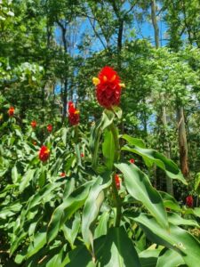 Costus barbatus (red spiral ginger) (Image: Patrick Regnault)