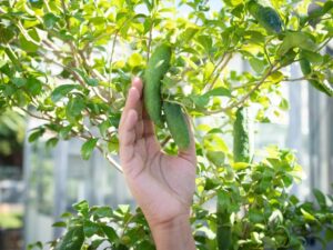 Australian finger lime (Citrus australasica) in the greenhouse at the University of Queensland (Image: Megan-Pope, UQ)