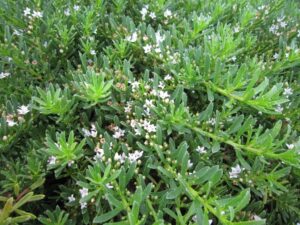 Myoporum parvifolium 'PARV01' PBR Trade Name Yareena™ (Image supplied by Ozbreed)