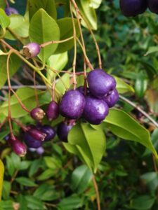 The fruit of the blue lilly pilly (Syzygium oleosum) can be eaten raw or may be used to make jams, jellies, sauces, syrups, confectionery and wine (Image: Tucker Bush)
