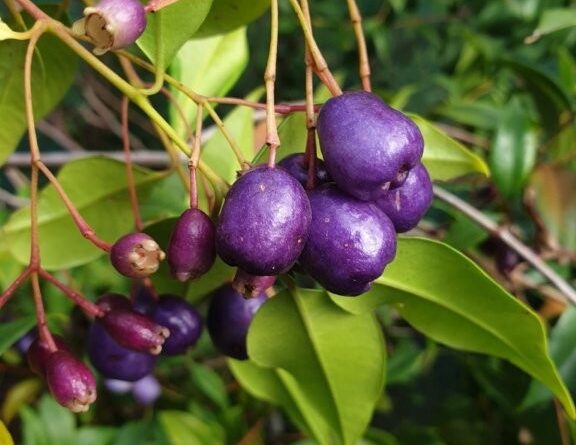 The fruit of the blue lilly pilly (Syzygium oleosum) can be eaten raw or may be used to make jams, jellies, sauces, syrups, confectionery and wine (Image: Tucker Bush)