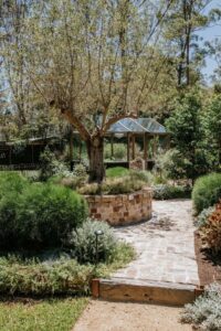 The elevated olive tree (Image: Exotic Living)