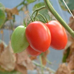 Tomatoes are the perennial favourite edible with heritage varieties highly popular (Image: John Fitzsimmons)