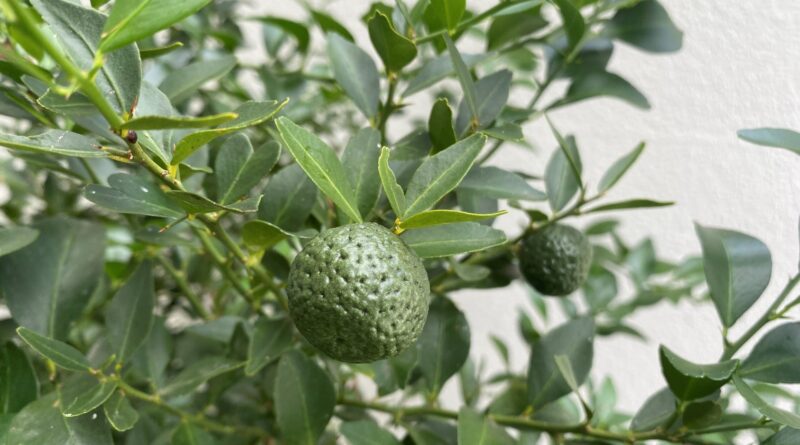 Gympie or round lime (Citrus australis) (Image: Megan-Pope, UQ)