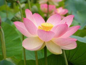 Nelumbo nucifera (sacred water lotus) flower (Image: Peripitus via Wikimedia Commons, CC BY-SA 4.0)