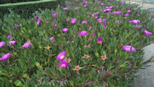 Carpobrotus glaucescens 'CAR10' PBR Trade Name Aussie Rambler™ (Image supplied by Ozbreed)