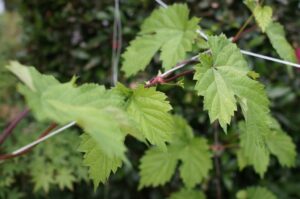 Hops are not exactly edible but useful, and a fascinating plant during its growing season (Image: John Fitzsimmons)