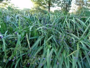 Dianella caerulea 'DCNCO' Trade Name Breeze® (Image supplied by Ozbreed)