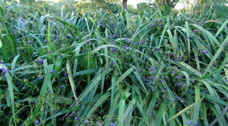 Dianella caerulea 'DCNCO' Trade Name Breeze® (Image supplied by Ozbreed)