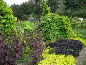Novel Crops edimental demonstration garden in the Burnley Field Station